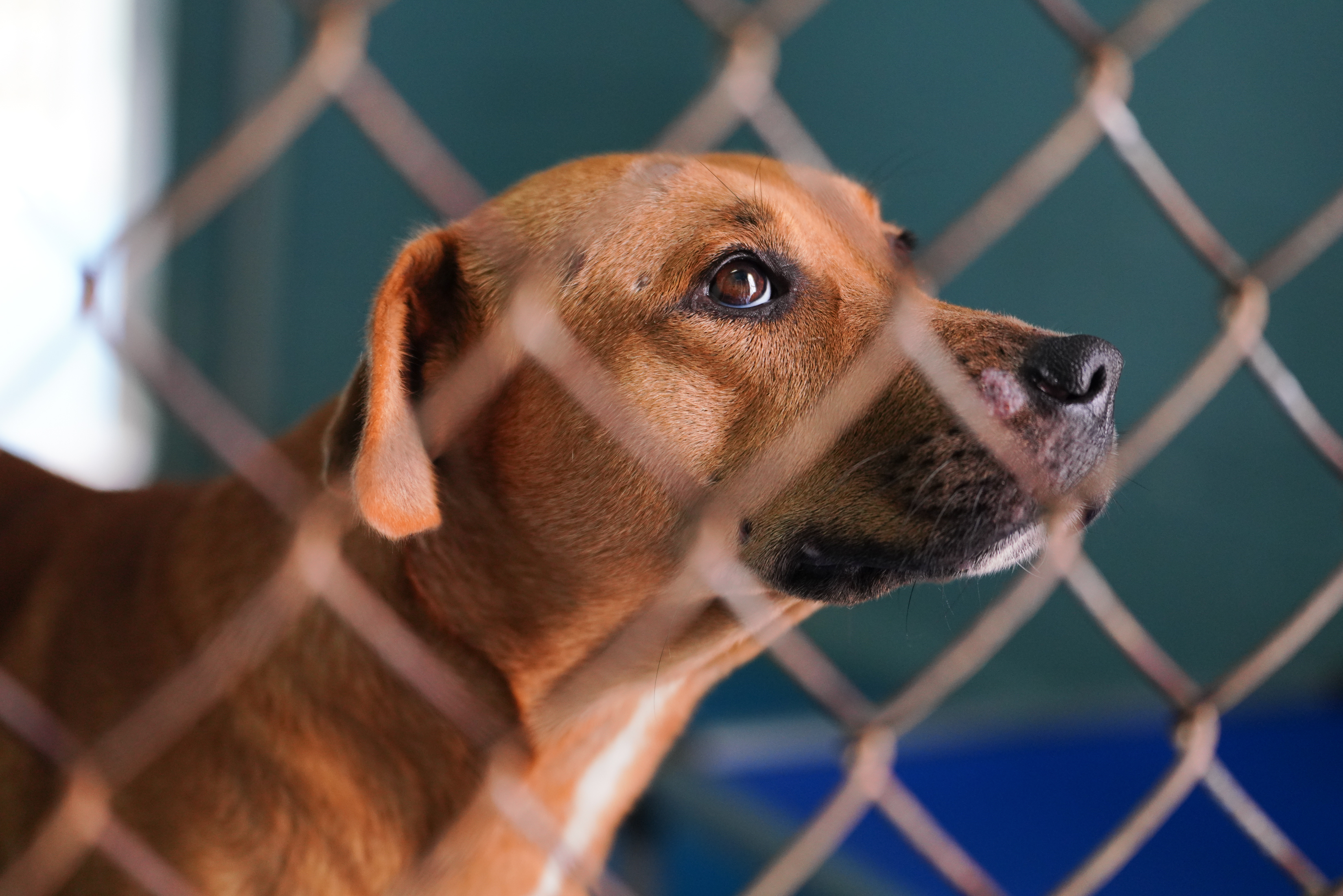 Hank, a dog up for adoption, looks out through the fence on Sunday, Sept. 10, 2023. The Madison Oglethorpe Animal Shelter is an open admission shelter located in Danielsville, Georgia. (Sidney Chansamone/The Oglethorpe Echo)