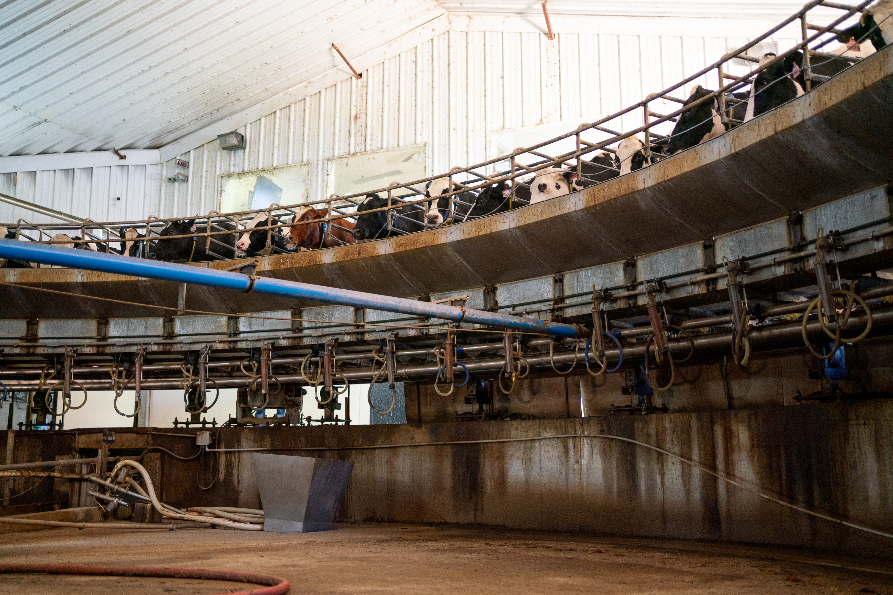 The dairy cows are milked on the rotary milking parlour on Nov. 8, 2023. The Cabaniss Dairy farm exports organic milk from Stephens, Georgia, in Oglethorpe County. (Photo/Sidney Chansamone)