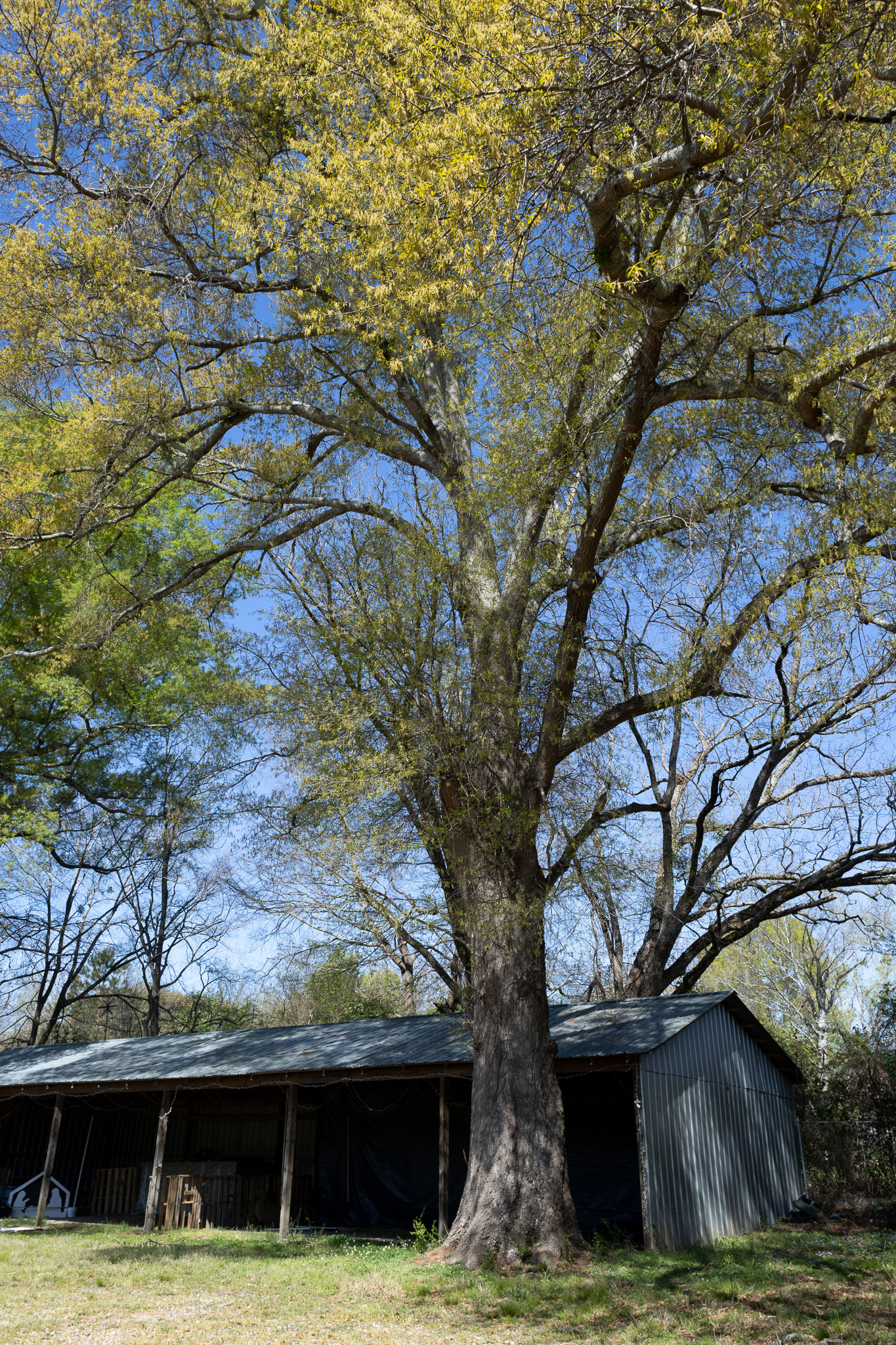 An Oak tree located behind the building that was once Oglethorpe Primary Health Care Center is seen in Crawford, Georgia on March 27, 2025. Oglethorpe Primary Health Care Center was the first ever healthcare facility to open in Crawford in 1979. Judith Paul, the center's first secretary who served for 25 years, remembers her two young sons playing under the tree after school while she worked in the building. Paul says the tree has grown taller since then. (Photo / Lux Corrona)