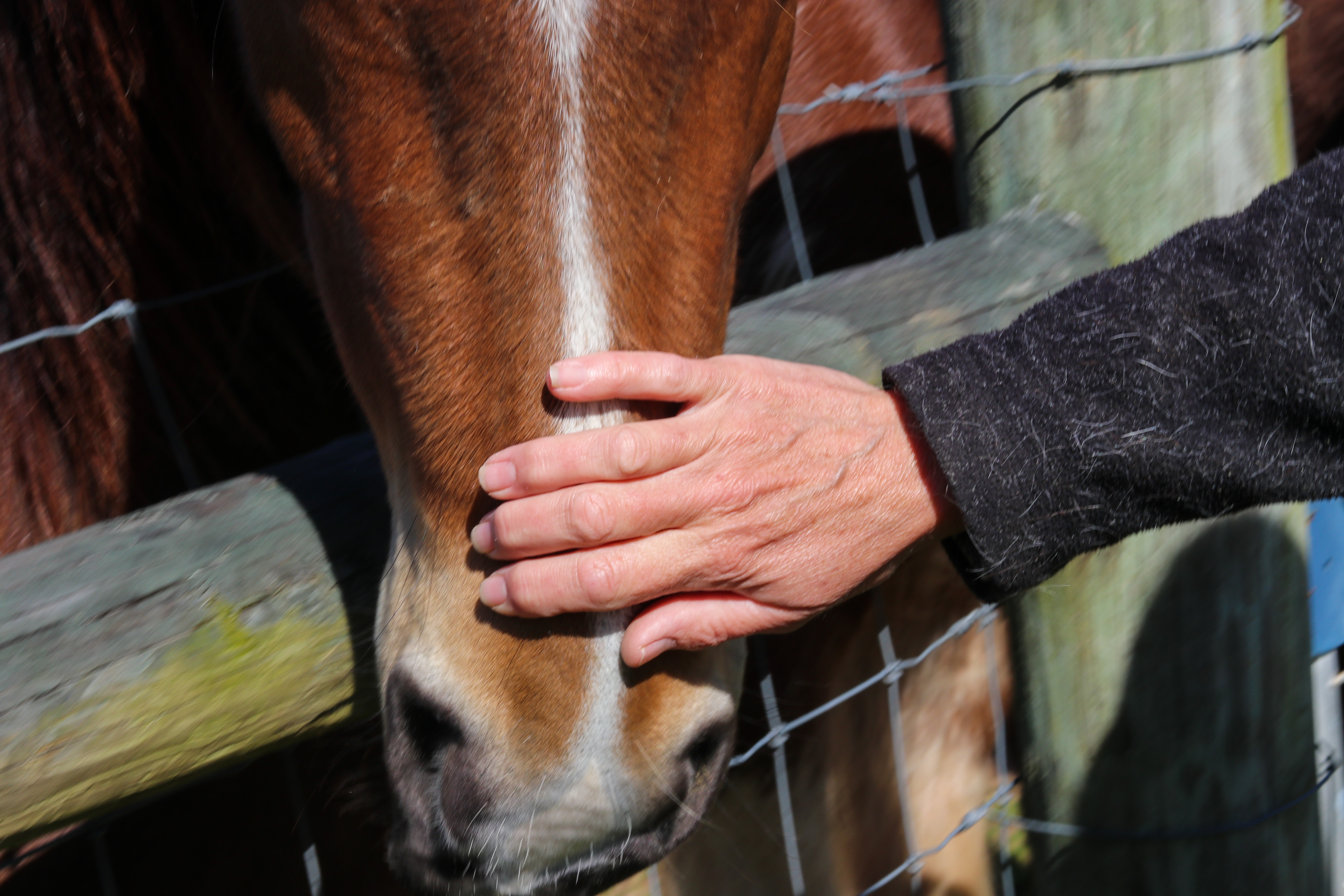 Paulette Brown, owner of Redux Equine Rescue, pets her horse. (Photo/Aisha Schulz)