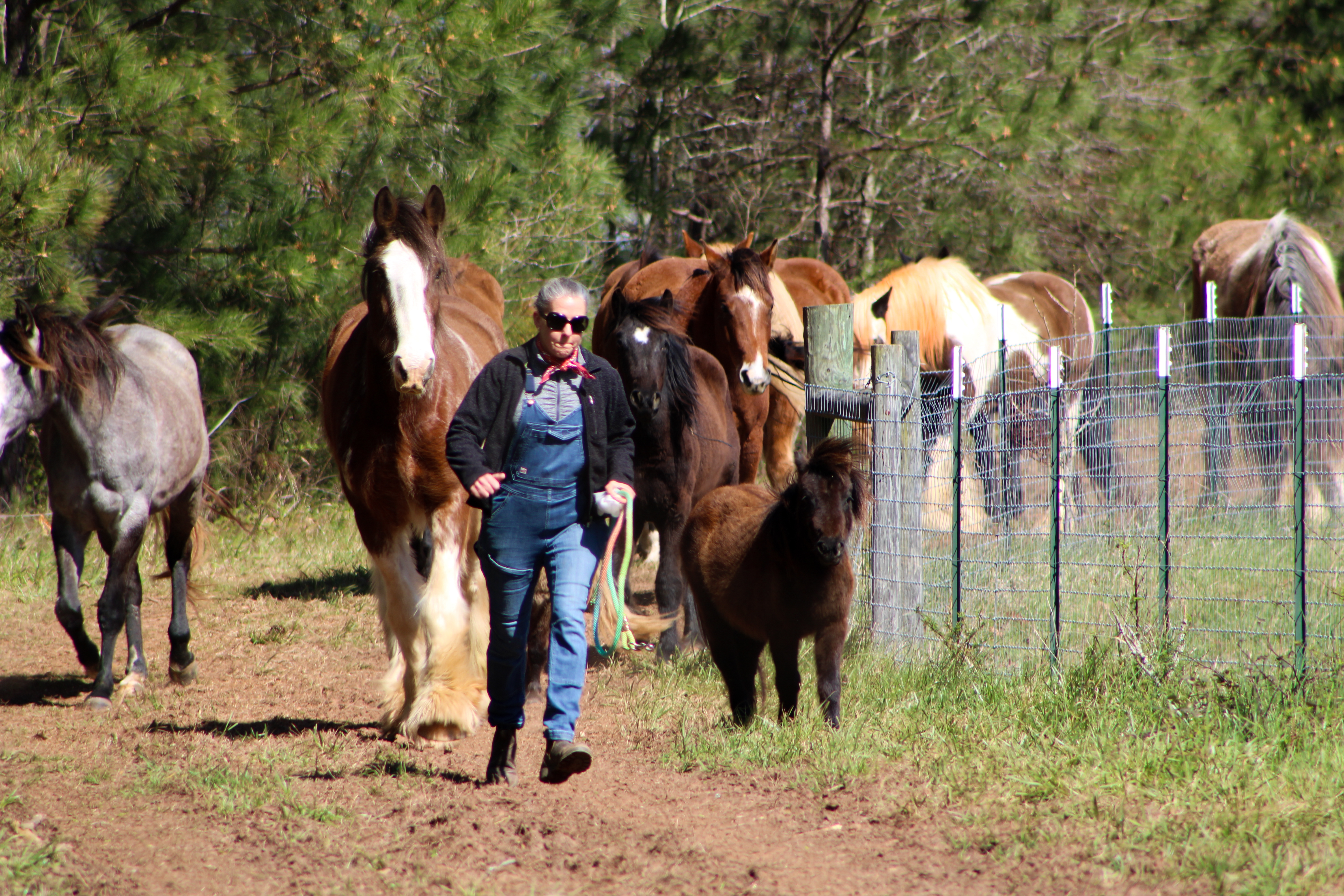 Paulette Brown, owner of Redux Equine Rescue, runs with horses down to their daytime grazing pasture. (Photo/Aisha Schulz)