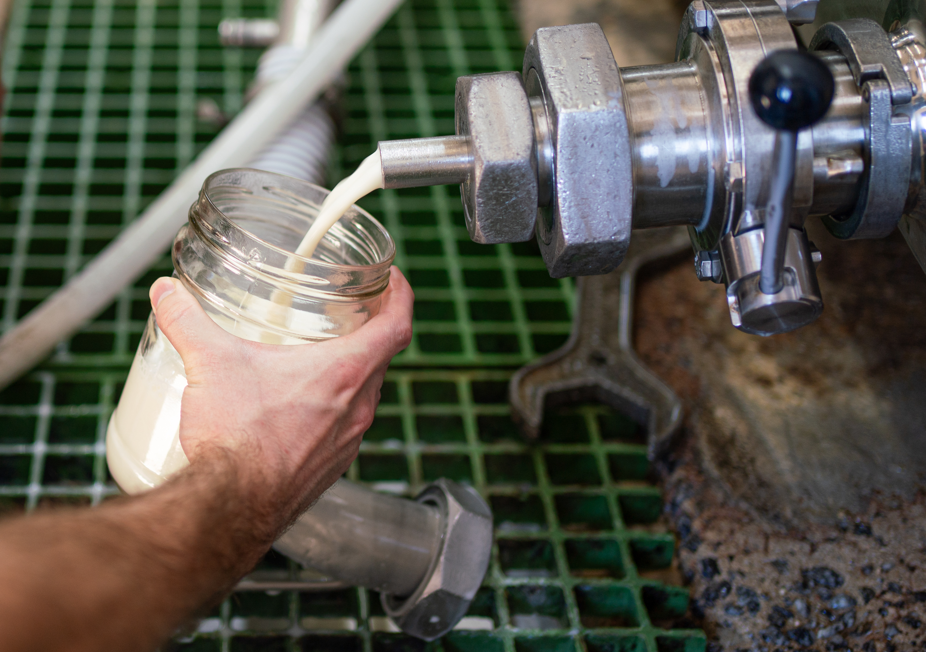 Raw milk is poured at the Cabaniss dairy farm in Stephens, Georgia, on Wednesday, Nov. 8, 2023. (Photo/Sidney Chansamone)