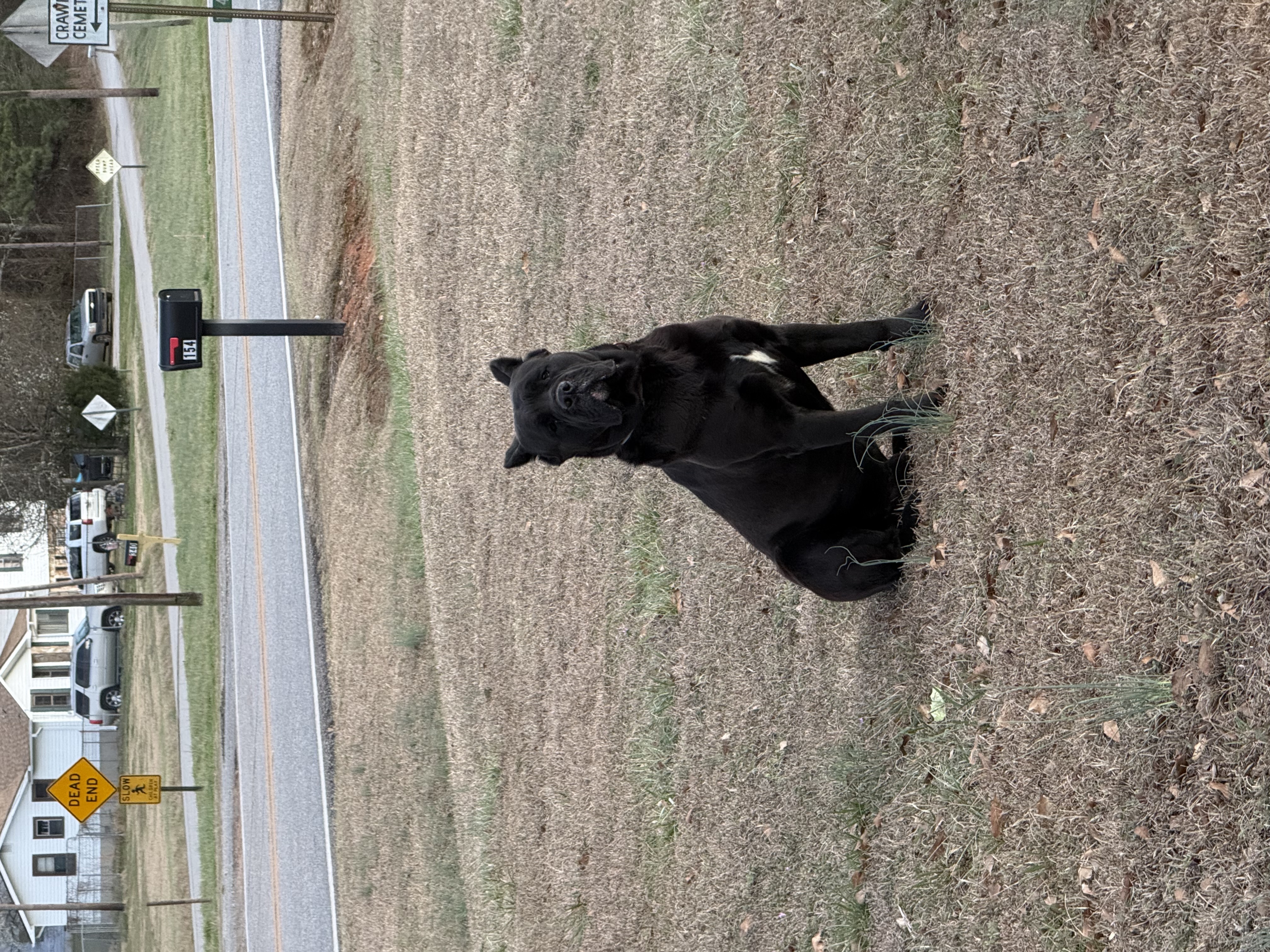 A photo of the Cane Corso sitting. The dog had been roaming Crawford for at least a year and was finally caught Feb. 28. (Photo/Submitted)