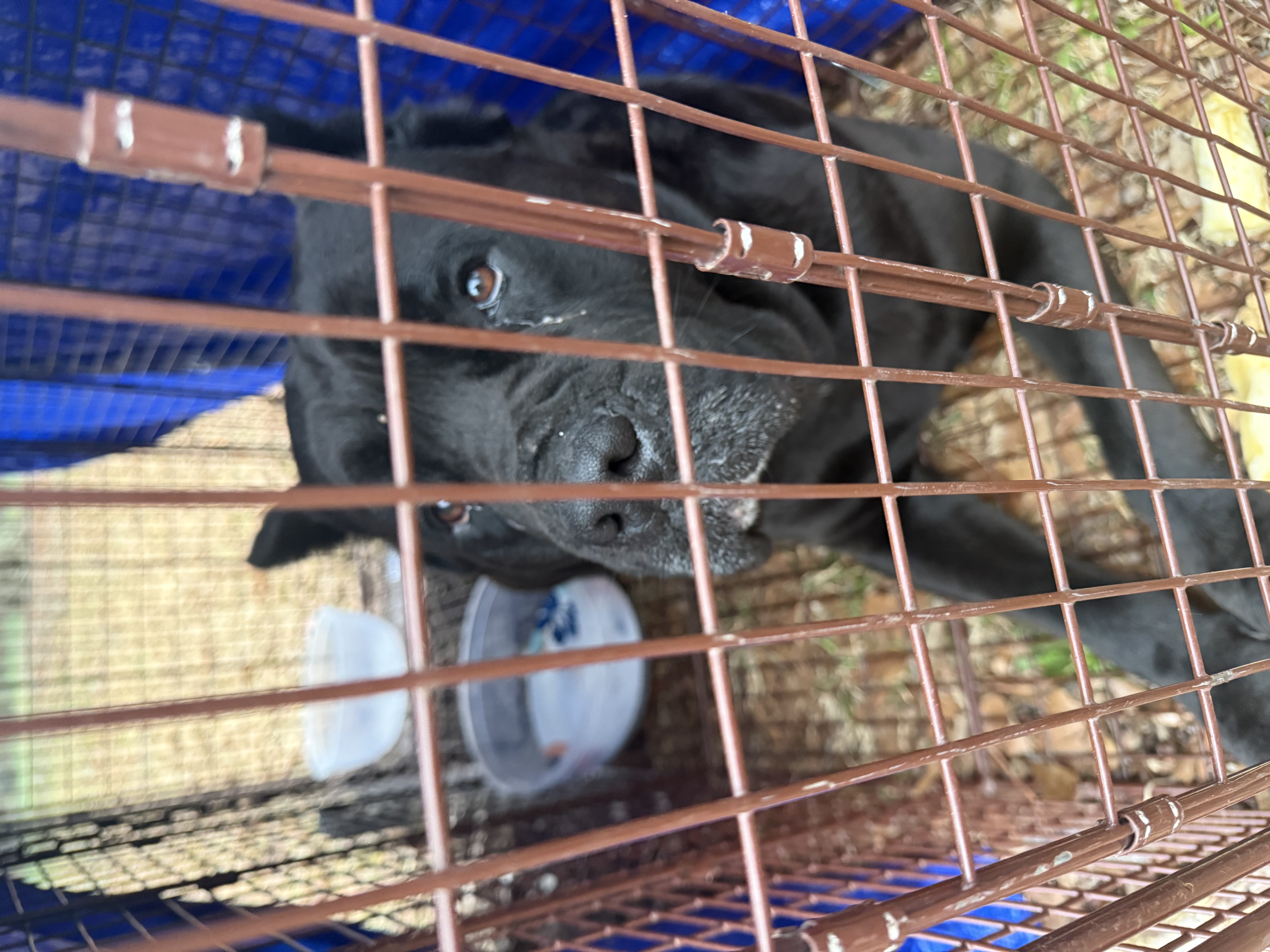 The Cane Corso lies in a trap near Crawford City Hall the morning of Feb. 28. Officials had been working to catch him for weeks. (Photo/Submitted)