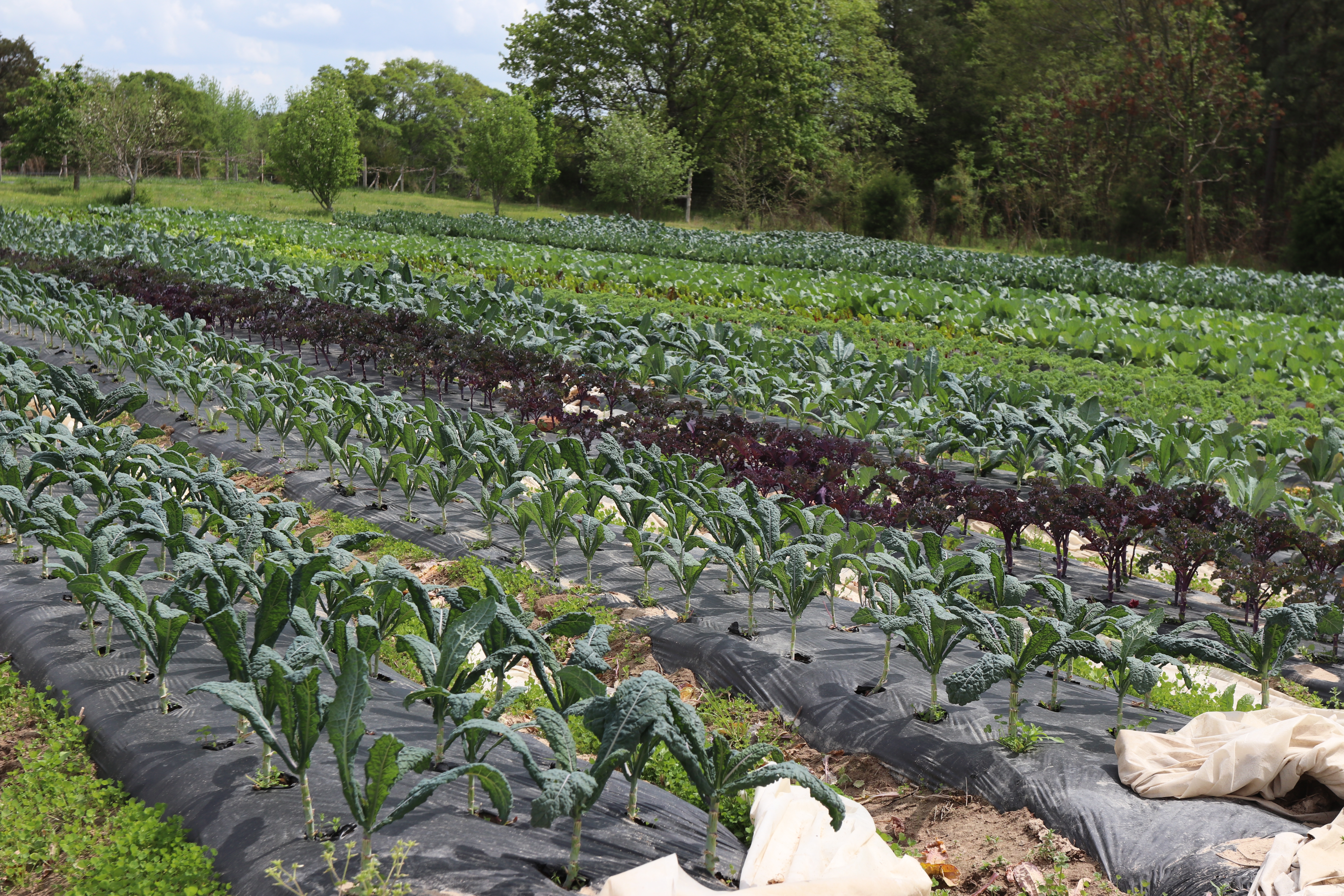 Kale grows outdoors on Hickory Hill Farms in Oglethorpe County. The farm sells a variety of kale, including dinosaur and curly kale, along with broccoli, cauliflower, onions, and more, all grown organically. (Photo/ Lilly Stone)