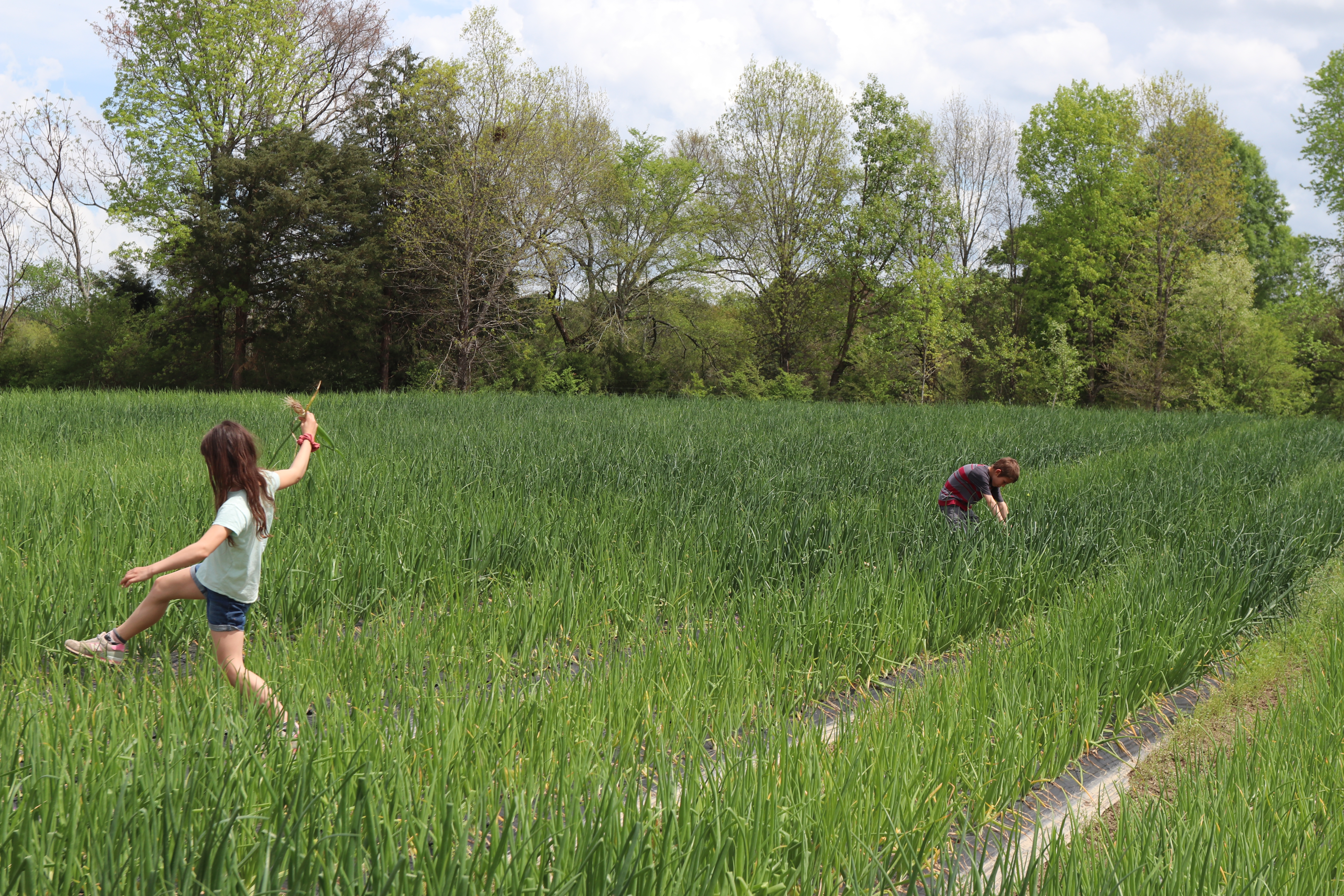 Madelyn Johns, 9, and her brother Levi Johns, 8, pick onions at their family’s generational farm in Oglethorpe County on Friday, April 4, 2025. (Photo/Lilly Stone)