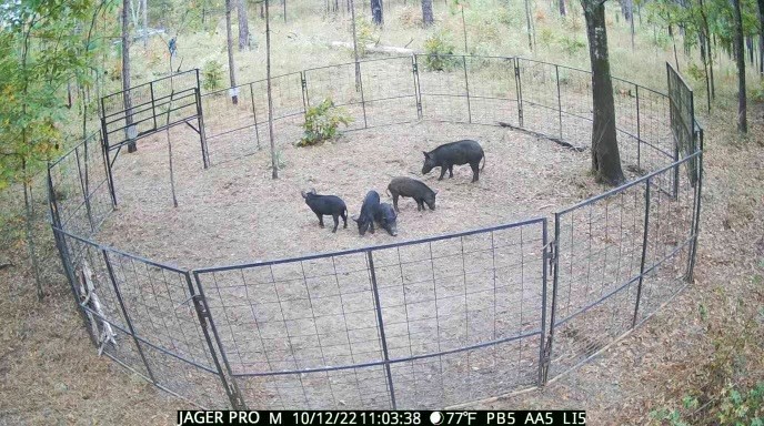Feral swine in a corral-style trap. (Submitted Photo)