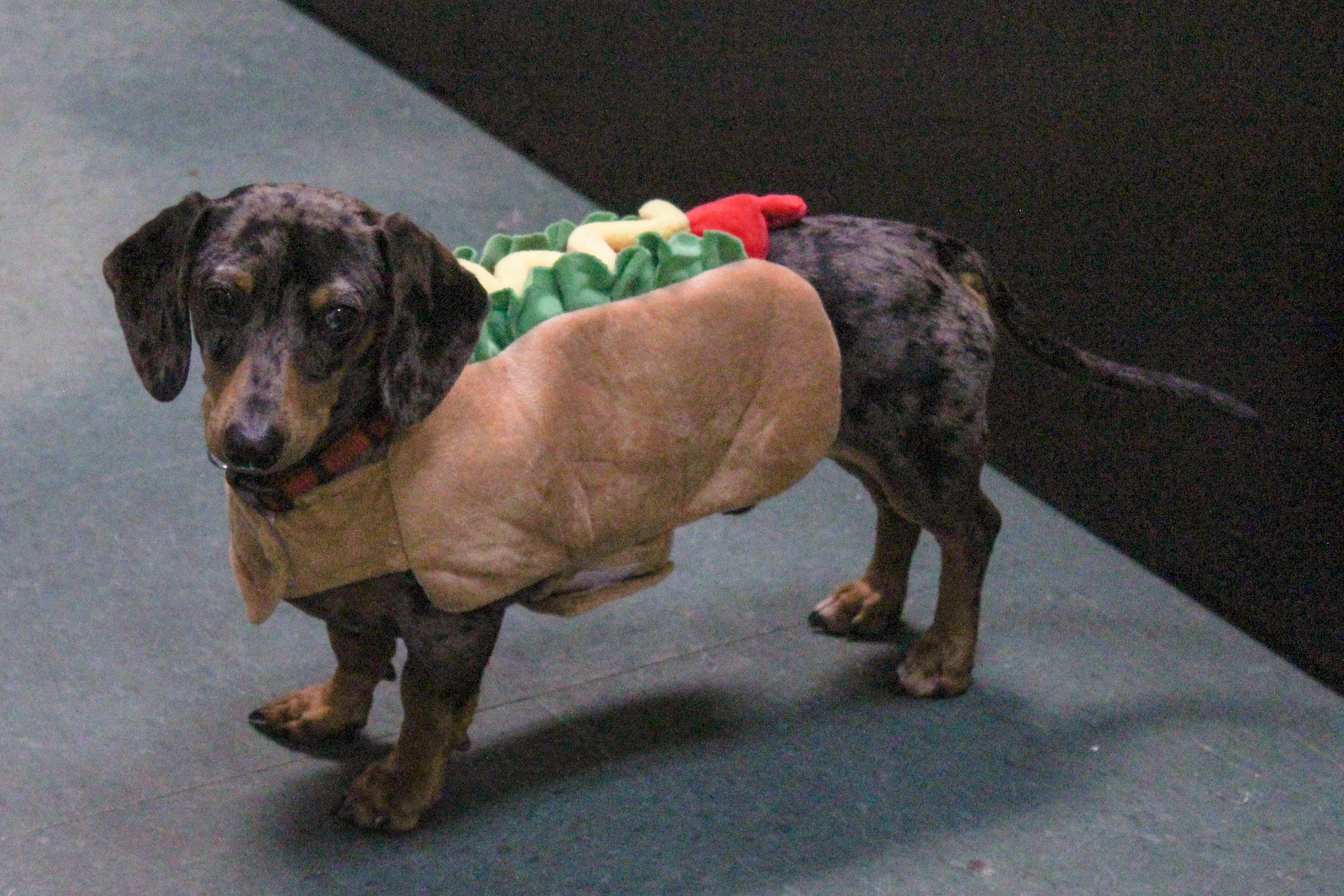 Stetson, the Oglethorpe County Senior Center’s beloved office dog, poses in his hot dog costume for the center’s Halloween party. Center director Corie Robinson, his owner, came as a server from The Varsity. (Hannah Freeman/The Oglethorpe Echo)