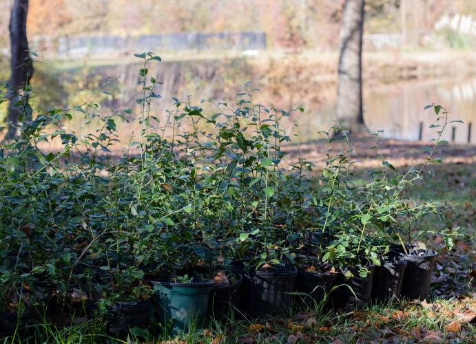 Blueberry plants are waiting to be sold at the Athens Farmers Market on Rhonda and Chris Luther's blueberry farm on Nov. 17. (Photo/Sarah White)