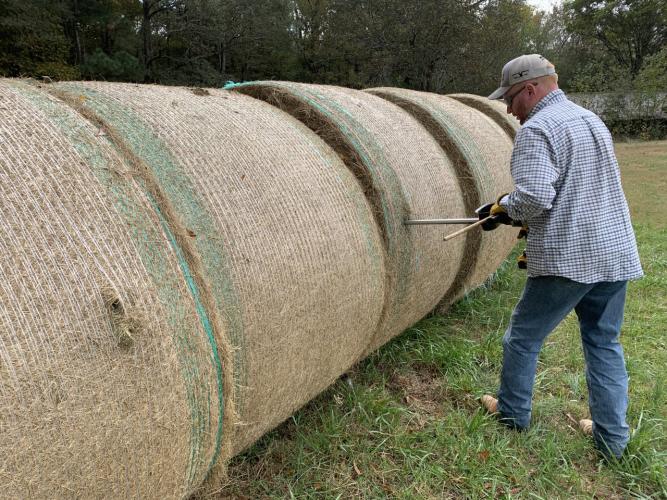 Local farmer Andrew Gaines collects a hay sample for UGA laboratory analysis. Testing can determine various factors about the quality of hay. (Submitted Photo)