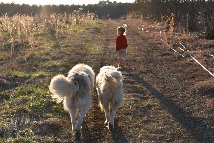 Laura Pallas and Cameron Phillips's daughter, Savannah, runs through the vast produce fields with the family's two dogs. (Kate Hoffman/The Oglethorpe Echo)