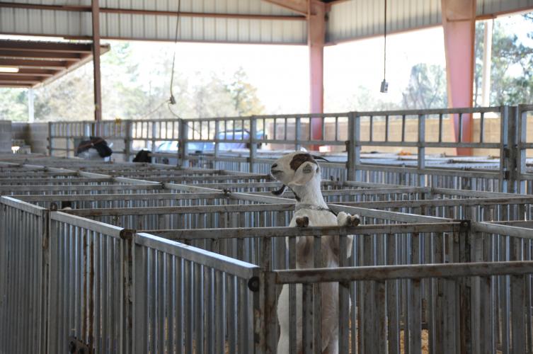 A goat jumps in its cage in the backstage barn at the annual 4-H/FFA Winter Livestock Show on Saturday, February 19, 2022 in Oglethorpe, Georgia. Students store and groom their livestock backstage in between showcases. (Elena Westbury/The Oglethorpe Echo)