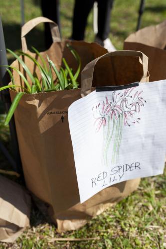 Red lilly bulbs were among the seeds and other plant items available at the library event. (Sydney Fordice/The Oglethorpe Echo)