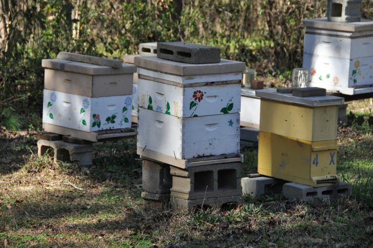 Joe Conti keeps 14 hives in his backyard. (Elena Westbury/The Oglethorpe Echo)