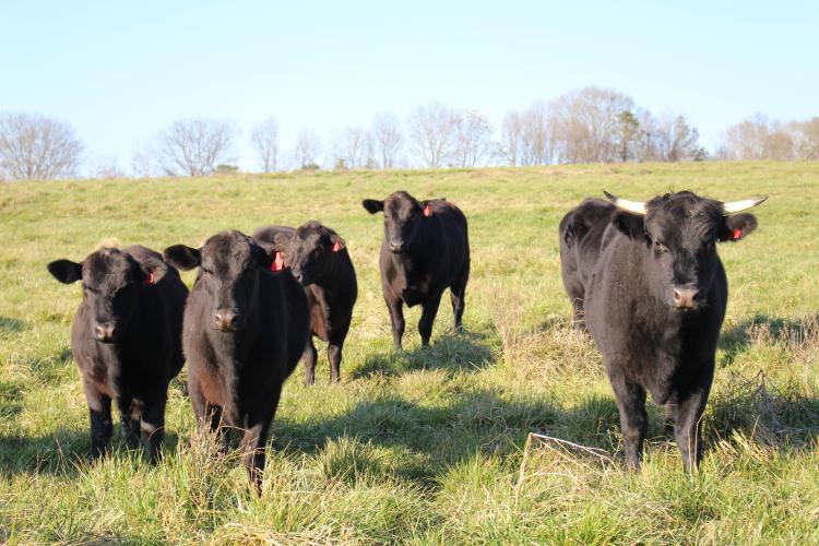 Falling Creek Farms raises cattle without vaccines, antibiotics, hormones, wormers, pesticides, herbicides and even grain. (Darden Hearn/ The Oglethorpe Echo)