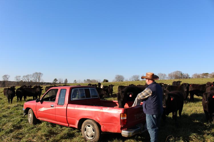 Emmet Overton Cabaniss III, who has been farming since the 1990s, watches part of his herd at Falling Creek Farms in Stephens. (Darden Hearn/ The Oglethorpe Echo)