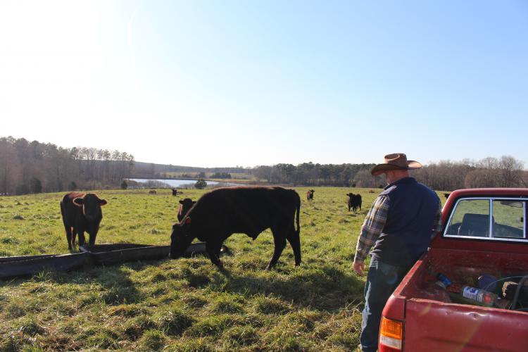 Emmet Overton Cabaniss III let his herd eat native herbs and grasses so he can sell natural, grain-free beef to his customers. (Darden Hearn/ The Oglethorpe Echo)