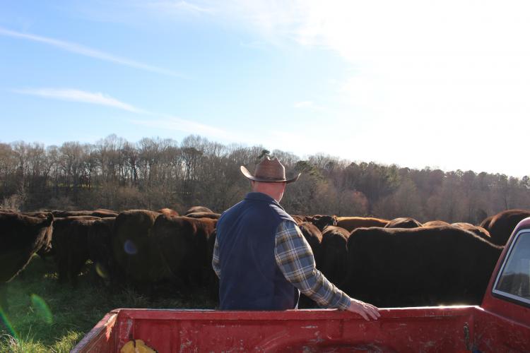 Emmet Overton Cabaniss III, who has been farming since the 1990s, watches part of his herd at Falling Creek Farms in Stephens. (Darden Hearn/ The Oglethorpe Echo)