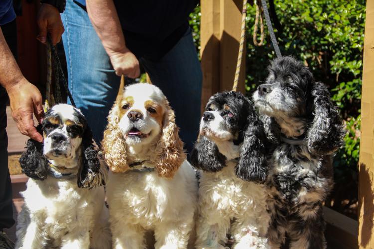 Don’t let their looks deceive. Anya (left to right), Ralphie, Ryder and Elwood are champion hunters. Ryder and Elwood are siblings and Ralphie and Anya are cousins. (Armani Kardar/The Oglethorpe Echo)