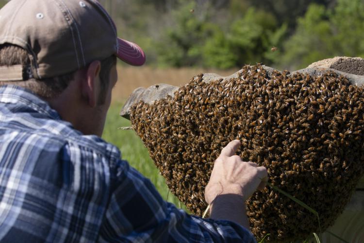 Wesley Gratham points to a swarm of bees on his birdbath. These bees just happened to be here, so Gratham collected them to give them a home and start collecting their honey. (JULIA WALKUP/THE OGLETHORPE ECHO)