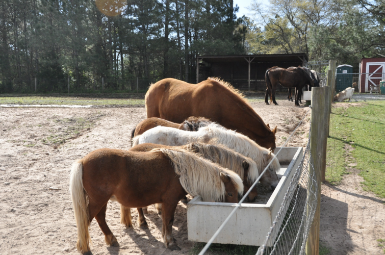 Horses line up for their morning feed on a recent Saturday. There are approximately 250 animals at Sweet Olive Farm. (Elena Westbury/The Oglethorpe Echo)
