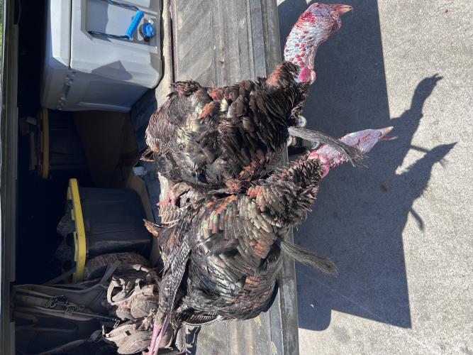These two birds were confiscated during turkey season. Game warden Phillip Nelson said documented violations may relate to hunting over bait, hunting out of season, killing over the daily limit and killing over the limit on public land. (Submitted Photo)