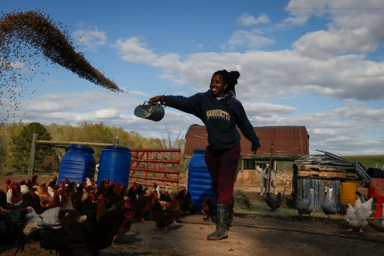 Tamita Brown throws non-GMO feed to chickens on Caribe United, her farm in Crawford in March. She and her husband Gabriel own about 1,000 birds on pasture and produce around 300 eggs per day, which she sells at markets in Athens and Atlanta. (Photo/Basil Terhune for The Oglethorpe Echo)