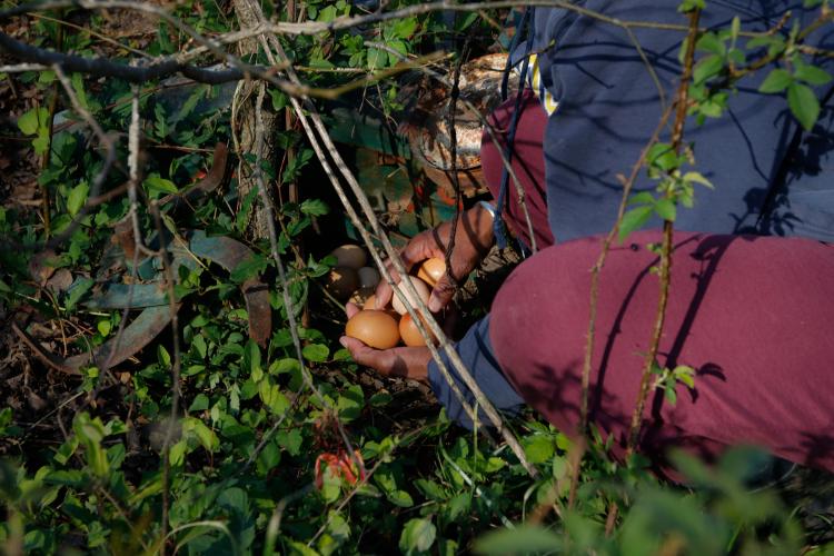 Tamita Brown collects eggs hidden around Caribe United, her farm in Crawford. Brown and her husband Gabriel own over 1,000 birds, which produce around 300 eggs per day. She sells them at markets in Athens and Atlanta. (Photo/Basil Terhune for The Oglethorpe Echo)