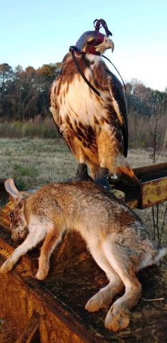 Birds of prey wear hoods to minimize negative stimuli and keep them from being spooked when being transported. (Submitted Photo)