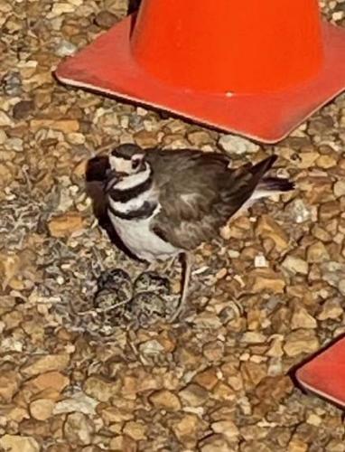 A killdeer stands watch over four eggs in the river-rock courtyard. (Photo/Dink NeSmith)