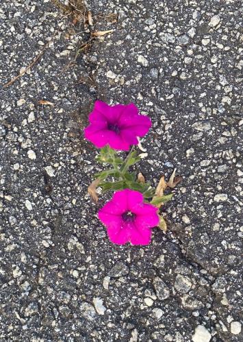 A bright-pink petunia took root in a crack in the asphalt driveway. (Photo/Dink NeSmith)