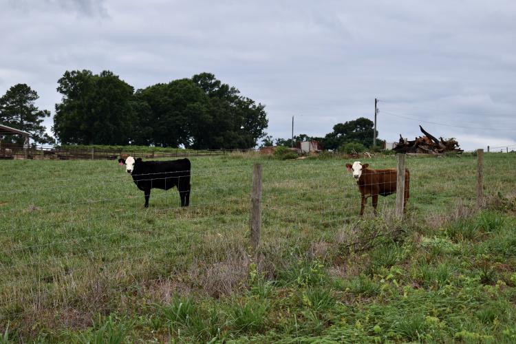 Georgia Agricultural commissioner Gary Black said most companies have a constant waitlist of farmers willing to accept waste from larger corporations. (Kate Hoffman/The Oglethorpe Echo)