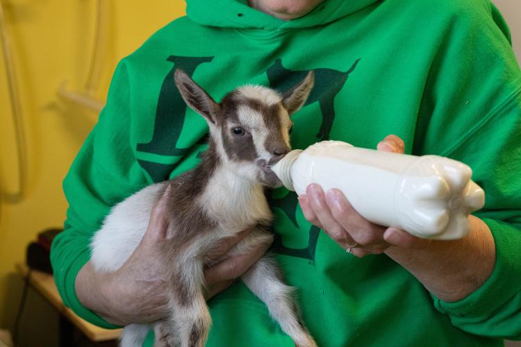 Robbie Buchanan bottle feeds a kid at Stillcrazy Farm in March. This kid was one of a handful of young goats that were less than two weeks old at the time. (Katie Tucker/For The Oglethorpe Echo)