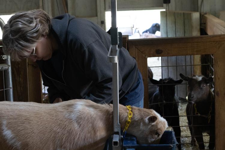 Robbie Buchanan clips the hooves of one of her goats this spring. She said she has 23 Nigerian dwarf goats, but it’s kidding season, which means she will have more when they’re born. (Katie Tucker/For The Oglethorpe Echo)