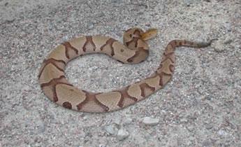 Copperhead (J.D. Willson, SREL/Submitted Photo)