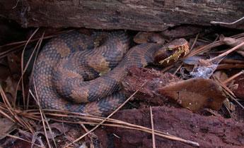 Cottonmouth (J.D. Willson, SREL/Submitted Photo)