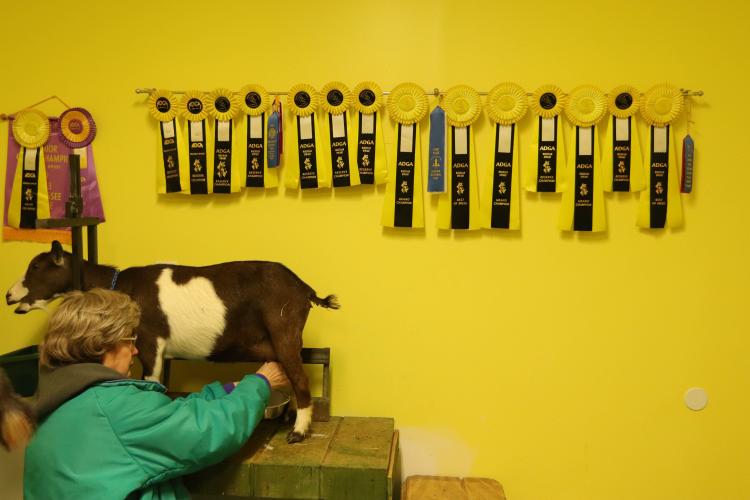Robbie Buchanan milks one of her Nigerian dwarf dairy goats, Ray, under a string of ribbons at Stillcrazy Farm in Maxeys in March. Buchanan said this week that the farm has 23 goats, and is expecting more during the current kidding season. (Katie Tucker/For The Oglethorpe Echo)