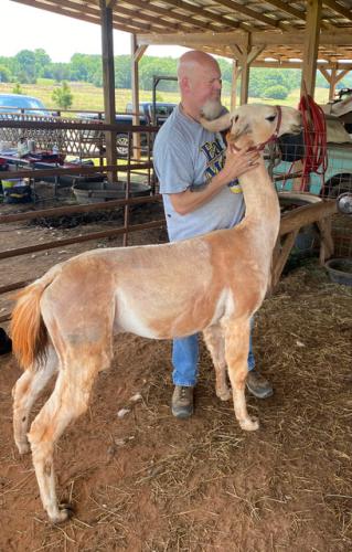 Liam Munroe helps George, the alpha male of the herd, pose for his new summer look. (Dink NeSmith/The Oglethorpe Echo)
