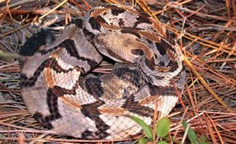 Timber rattlesnake (J.D. Willson, SREL/Submitted Photo)