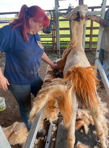 Ace llama groomer Tracy Munroe shears off Curious George’s thick blanket of fur. (Dink NeSmith/The Oglethorpe Echo)