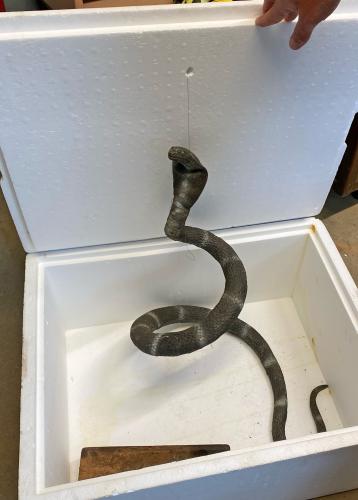 Inside a Styrofoam cooler was a rubber snake that was attached to the top. When you lifted the lid, the fake snake popped up. (Photo/Dink NeSmith)
