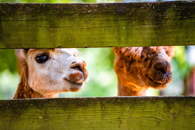 Sweet Cheek Farm in Carlton has taken in llamas, alpacas and a variety of other animals since 2010. (Photo/Jack Casey)