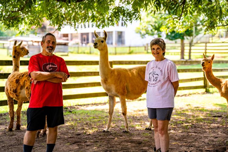 Mike and Carrie Russell take in an average of around 2-8 llamas a year and have about 28 llamas and alpacas on their farm. (Photo/Jack Casey)