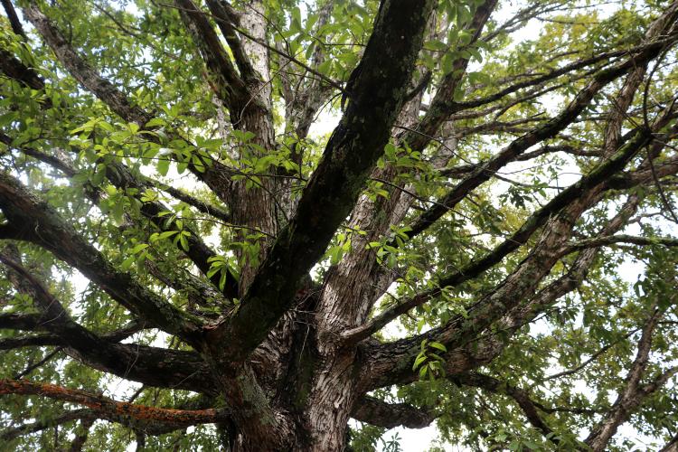 The Oglethorpe oak in front of the county courthouse in Lexington is a stately example of the threatened species. (PHOTO/ERIN KENNEY)