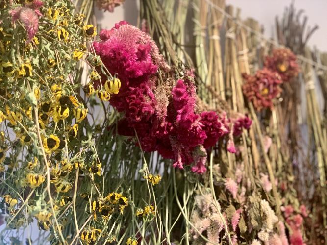 Dried flowers hang along the wall of florist and farmer Jenny DeRevere's home studio on Oct. 8, 2022. (Photo/Nimra Ahmad)