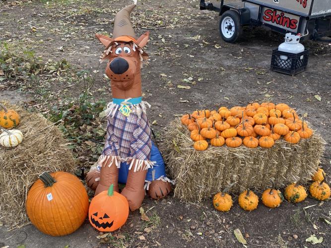 This Scooby-Doo inflatable is one of 23 blow-ups that are part of Wayne Loggans' Halloween display this year. While the Crawford resident has decorated his yard with Halloween inflatables for almost a decade, it's the first year he's selling pumpkins. (Photo/Ashley Balsavias)