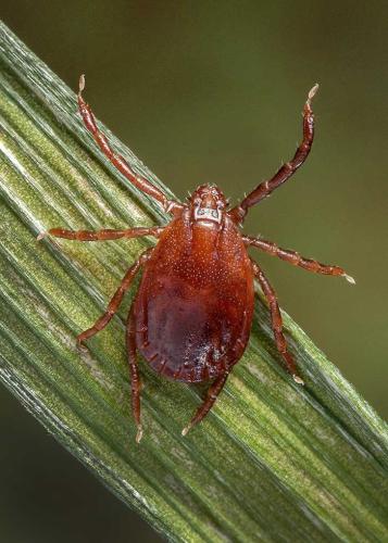 The Asian longhorned tick, which has been reported in several North Georgia counties, is a threat to cattle populations. (Photo/James Gathany/CDC)