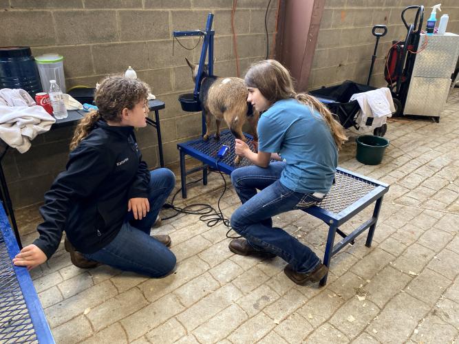 Katherine Horsely (left) and Abigail Whitney prepare Anna, a dairy goat, for the show ring. Horsely and Whitney are seventh graders at Oglethorpe County Middle School. (Erin Kenney/The Oglethorpe Echo)