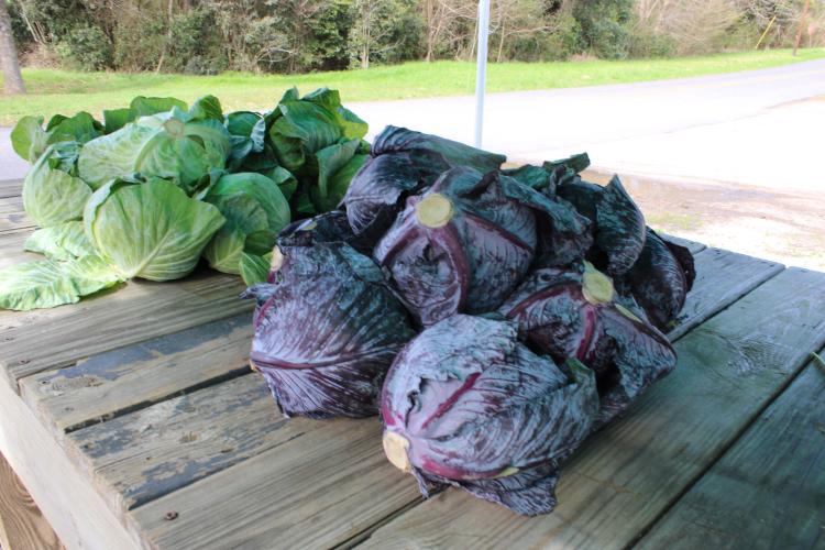 These are some cabbages that you can find at Stricklands stand. (Destiny Hartwell/ The Oglethorpe Echo)