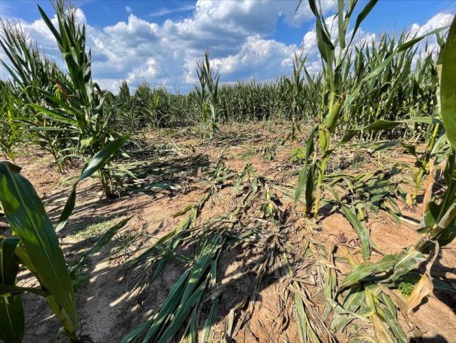 SUBMITTED PHOTOS Feral swine have been known to destroy crops and property, leading to frustration from farmers and landowners. Corral-style traps have been identified as the most effective tool to manage the population of feral swine, as opposed to hunting.
